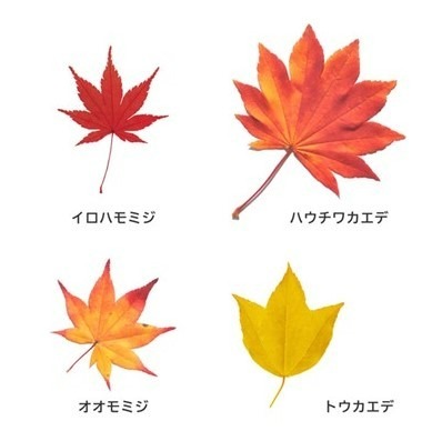 さんたのおつなお話　紅葉狩り