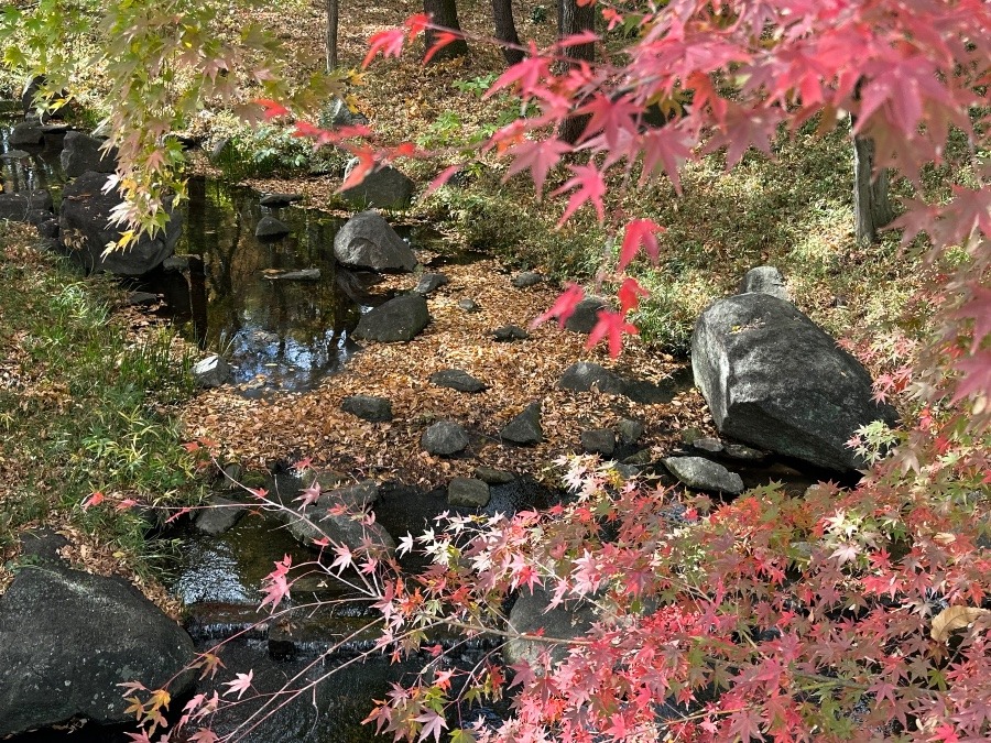 北の丸公園の紅葉