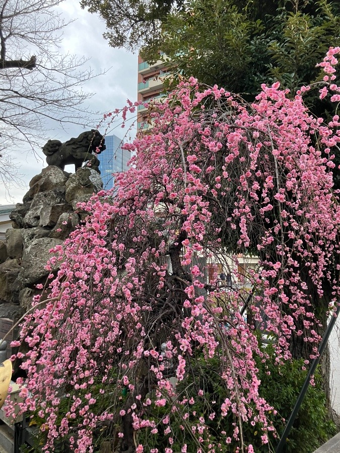 春が近づく神田明神