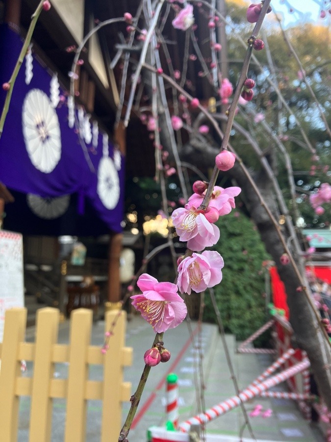 東京大神宮