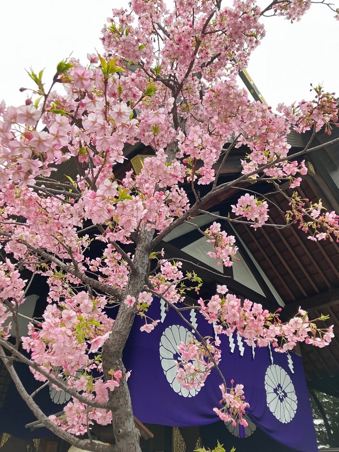 河津桜