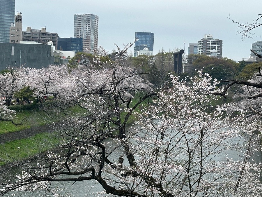 桜と淵と大鳥居