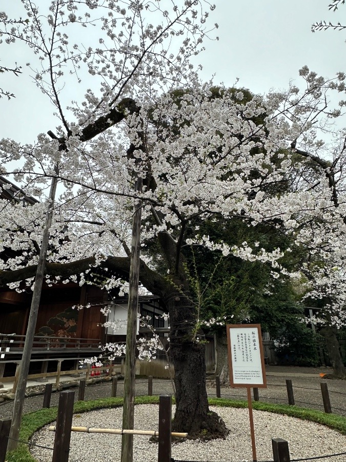 靖國神社　桜標本木