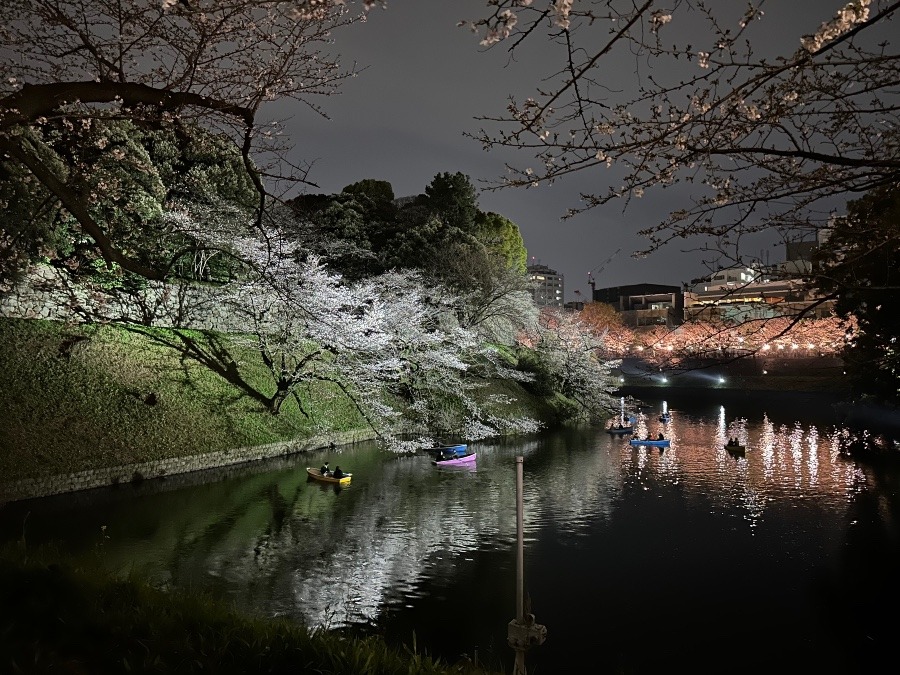 夜桜