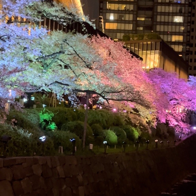 紀尾井町で夜桜ライトアップ