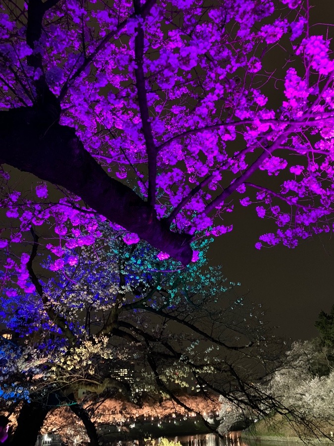 千代田区の桜、区の花、桜