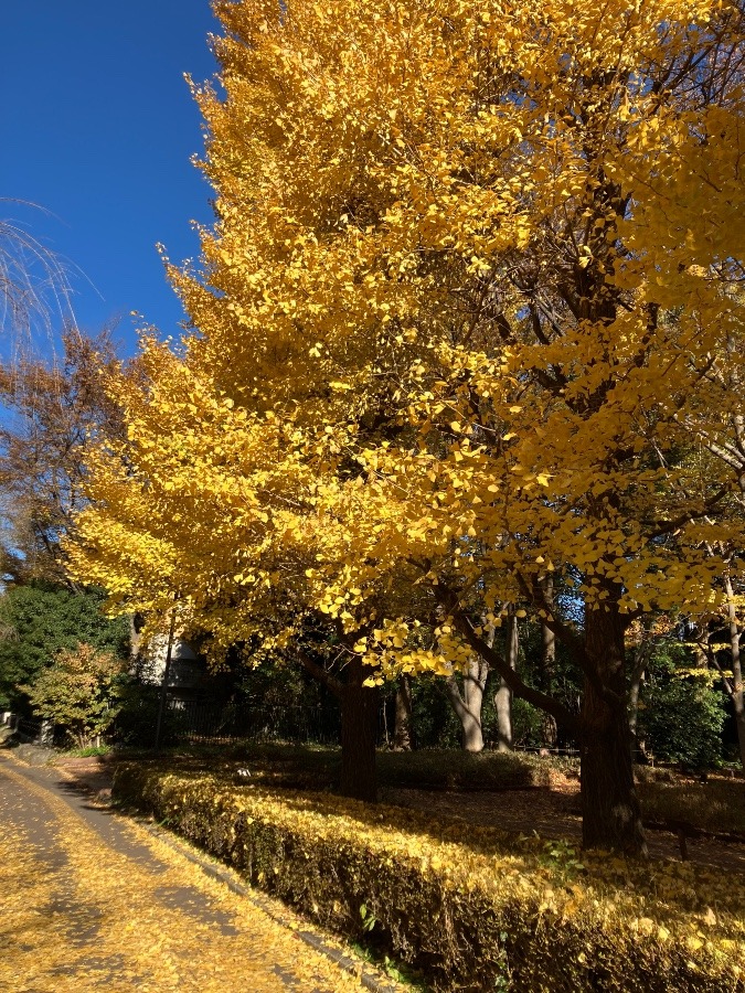 日比谷公園